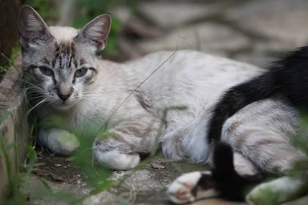 Vídeo: pitbull ataca e mata gato no Distrito Federal