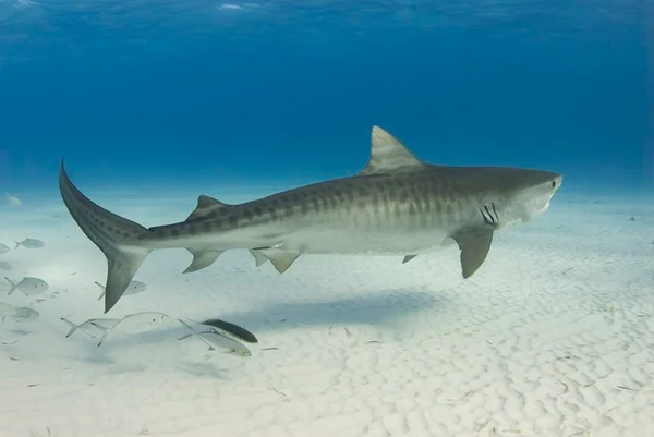 Drone flagra tubarão-tigre nadando próximo a banhistas. Veja vídeo