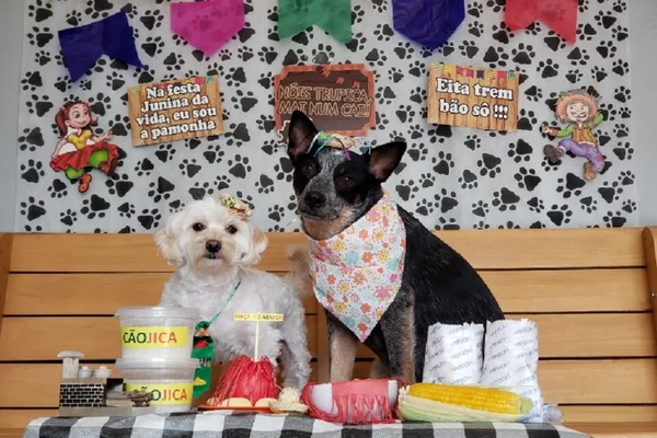 Pets festa junina é o bicho cachorro