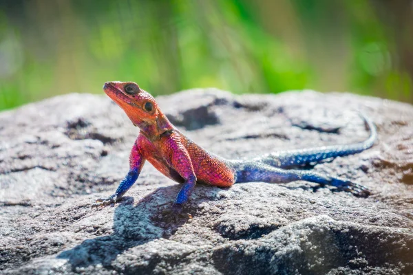 Imagem colorida mostra lagarto homem-aranha macho - Metrópoles
