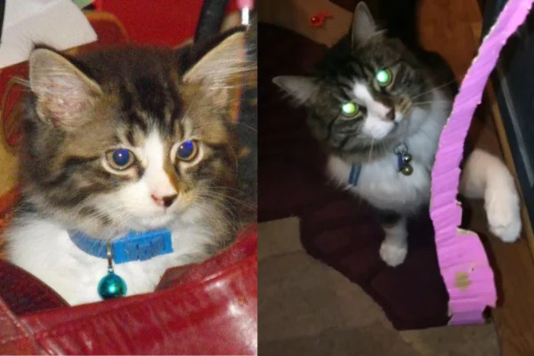 Montagem de duas imagens coloridas de gata Kat filhote e adulta