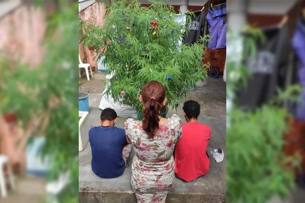 PM encontra pés de maconha enfeitados como árvores de Natal