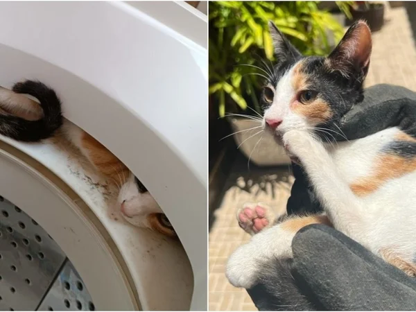 gato-resgatado-pelos-bombeiros-metrópoles