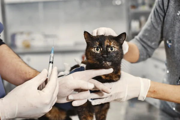 Foto colorida de gato prestes a ser vacinado