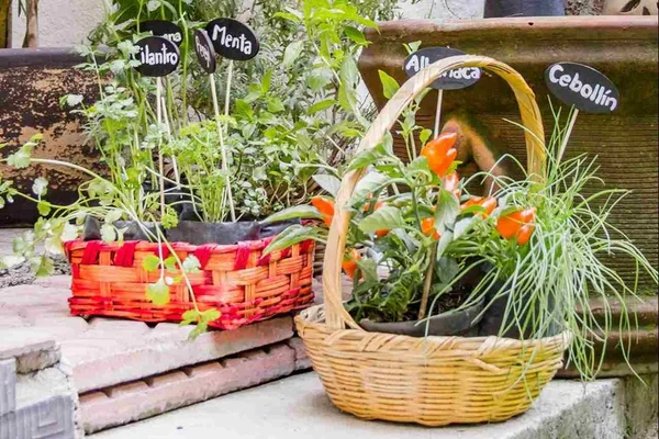 Na foto, uma parte de um jardim comestível com plantas - Metrópoles
