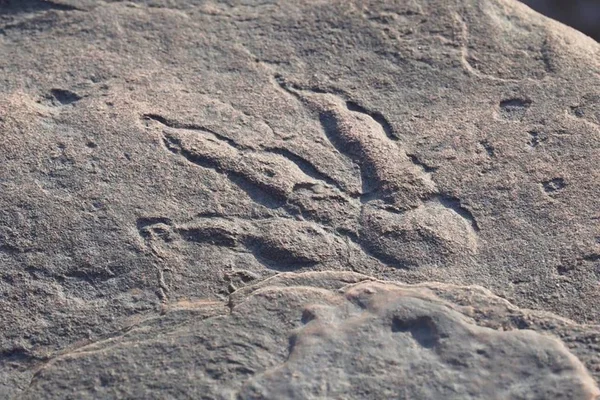 Pegada do dinossauro encontrada pela menina