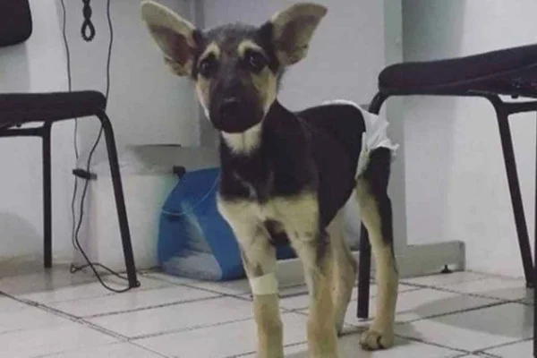 Cachorro é roubado na Baixada Fluminense