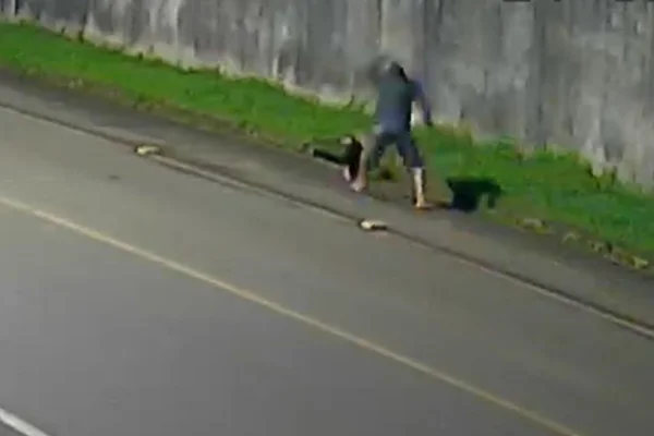 Homem agride tamanduá com pauladas e arrasta animal inconsciente