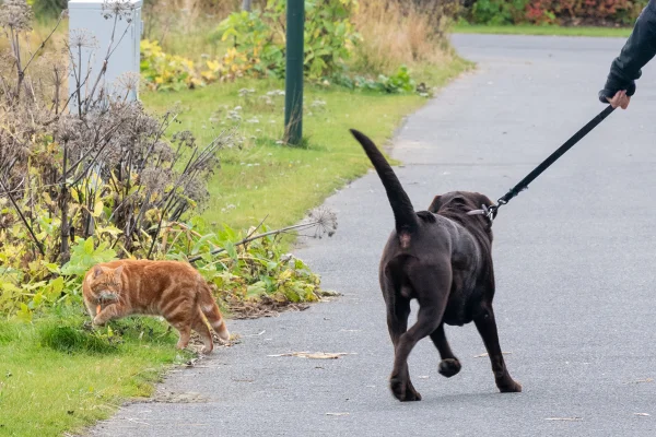 Cachorro e gato se olham em passeio no parque