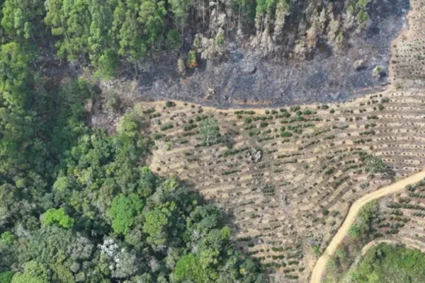 Floresta incendiada