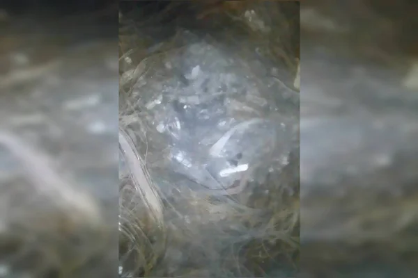 O que a polícia achou no galpão usado por advogado em ritual satânico