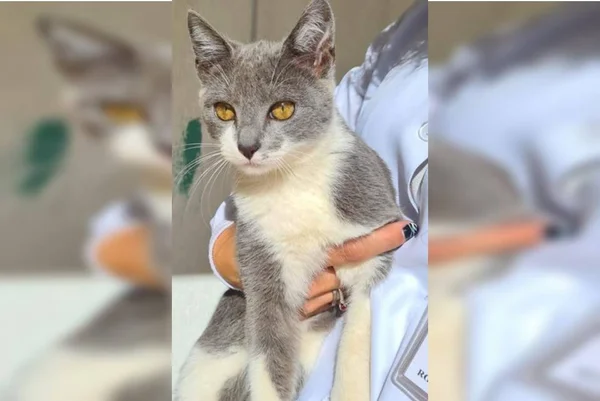 gato cinza de olho amarelo