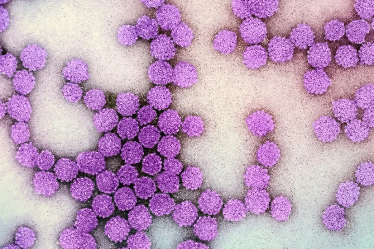 Diagnóstico de Hepatites B e C: Testes Rápidos Ficam Prontos em Meia Hora pelo SUS