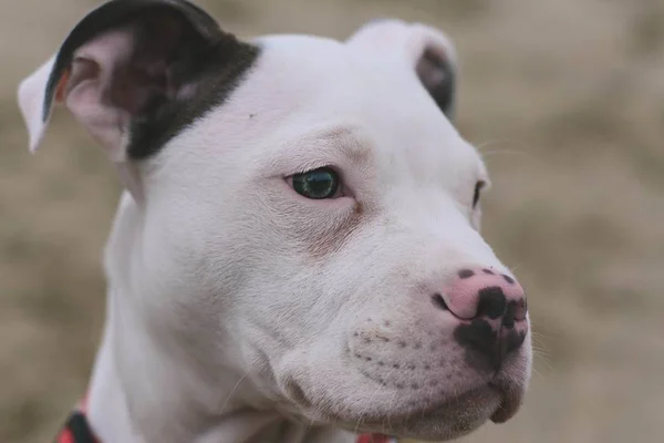 Confira as principais doenças que atingem cães da raça pitbull