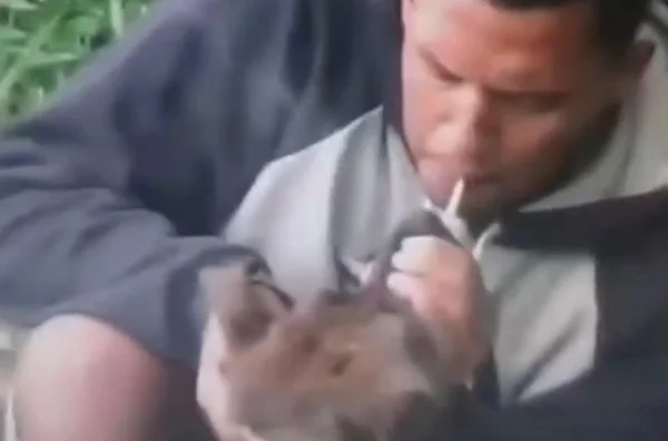 cão