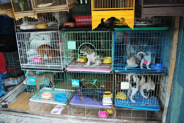 STF: pet shops não precisam contratar veterinário nem ter registro