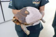 Hospital tratou os animais vítimas dos incêndios florestais de 2025