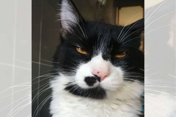 Gato resgatado das ruas virou fenômeno nas redes sociais depois de usar vaso sanitário 