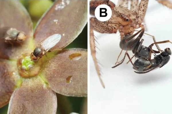 Imagem colorida de planta que atrai moscas através do cheiro de formigas atacadas por aranhas - Metrópoles
