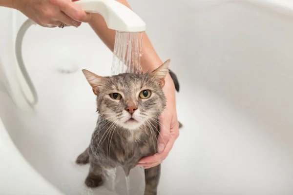 Imagem colorida de gato tomando banho na banheira