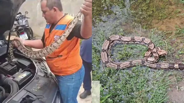 imagem colorida cobra resgatada veiculo