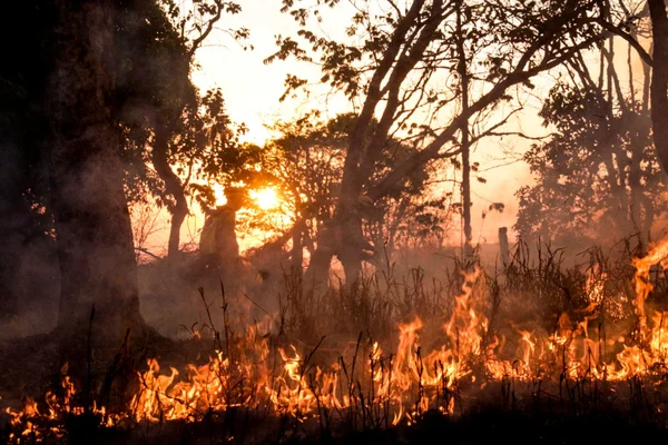 Prevenção a incêndios exige atenção redobrada durante a seca em Goiás
