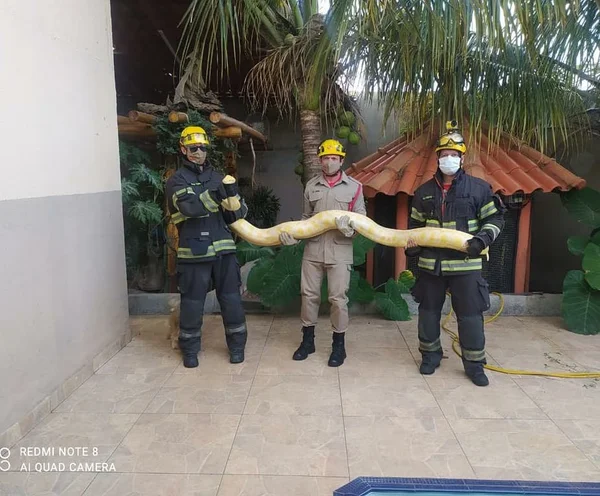 goias bombeiros seguram cobra piton