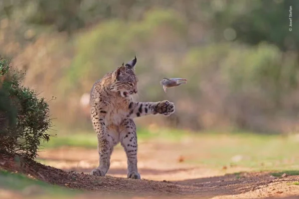 Lince-jovem arremessa um roedor para o alto antes de capturá-lo, em uma área rural da Espanha; o comportamento é comum entre animais jovens
