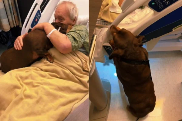 Montagem de duas imagens colorida de cadela em hospital