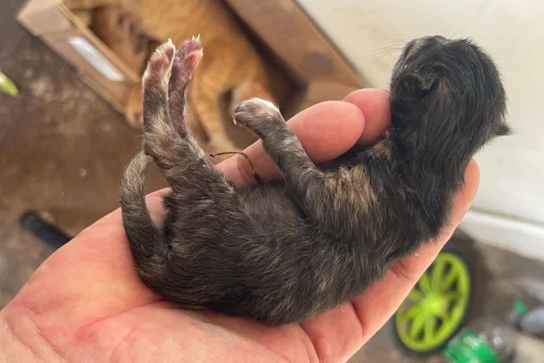 Imagem colorida de um filhote de gato preto vivo, sendo segurando por uma mão humana após resgate da PM Ambiental - Metrópoles