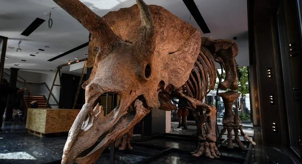 Fóssil de triceratops é leiloado por US$ 7 milhões em Paris