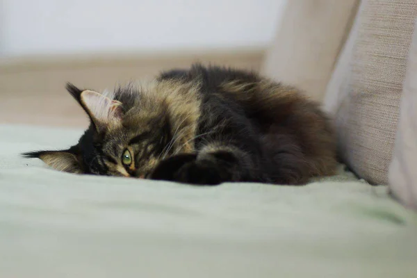 Foto colorida de um gato rajado deitado em um sofá branco com o rosto escondido - Metrópoles