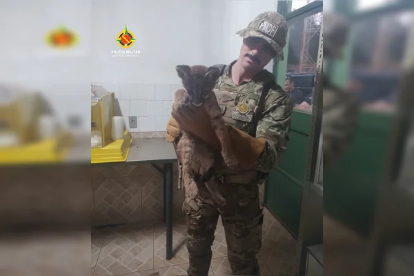Imagem colorida de um agente da PMDF segurando um filhote de onça