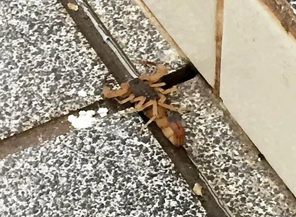 Estudante é picada por escorpião na Universidade Católica de Brasília