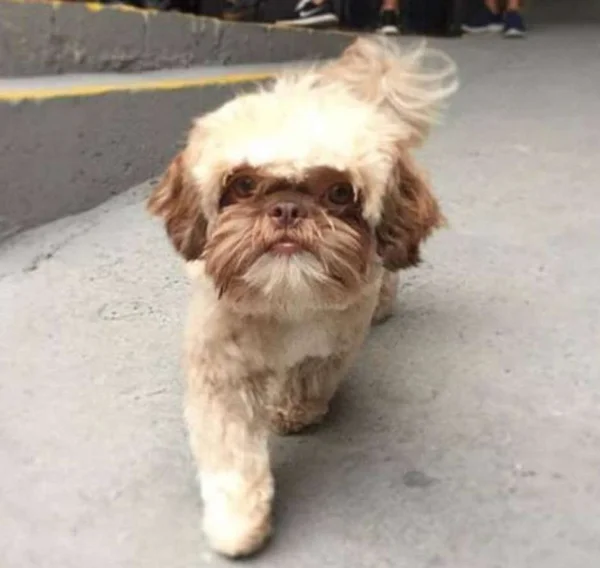 Cão roubado na porta de supermercado é localizado em SP