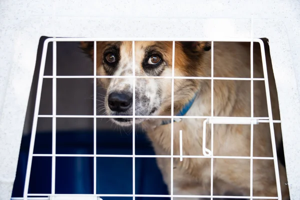 Imagem colorida de animais dentro de caixinhas - Metrópoles