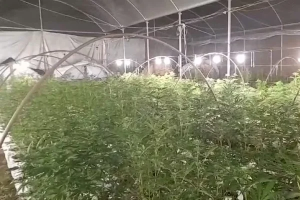 Droga apreendida em fazenda com 28 mil pés de maconha é incinerada