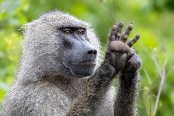 Imagem colorida mostra macaco - Metrópoles