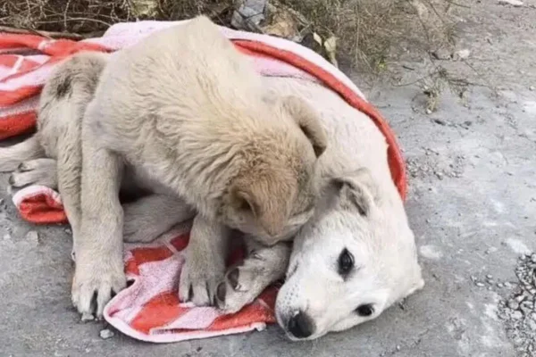 Dois filhotes de cachorro branco e caramelo deitados no chão, em cima de um pano. Um dos animais lambe o outro