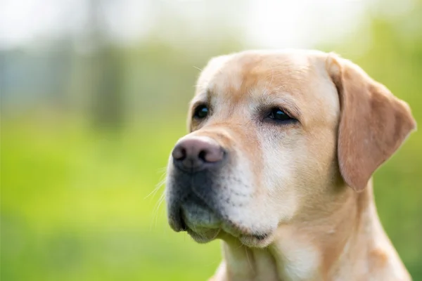 Mulher morde dona de cachorro durante briga sobre como disciplinar pet