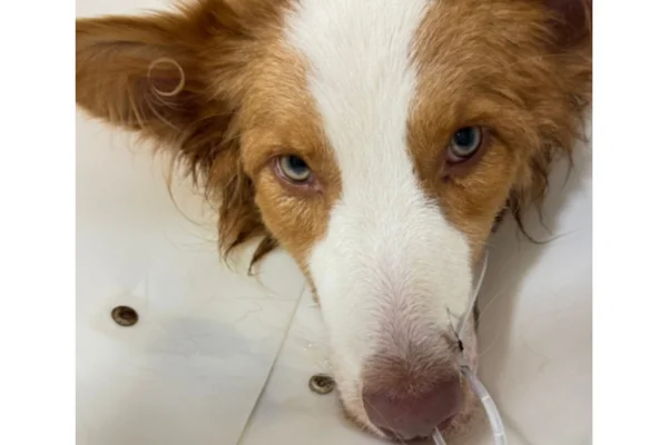 cachorro intoxicado padaria sp
