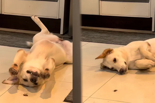 Montagem de cachorra brincando com barata