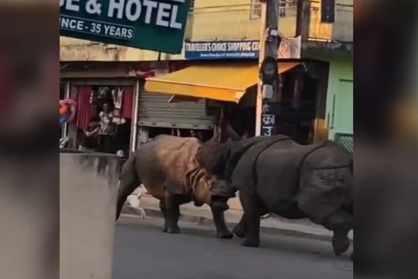 Rinocerontes brigam no meio da rua e assustam pedestres