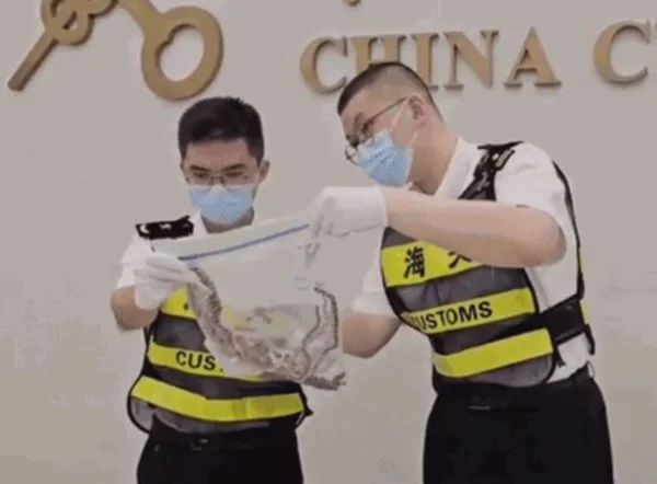 Imagem colorida de autoridades segurando cobras dentro da calça - Metrópoles