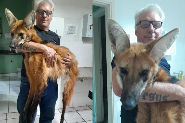 O lobo-guará fêmea estava com uma fratura exposta e teve a perna amputada. Ela foi transportada para Jundiaí nesta quinta-feira (9/1) - Metrópoles