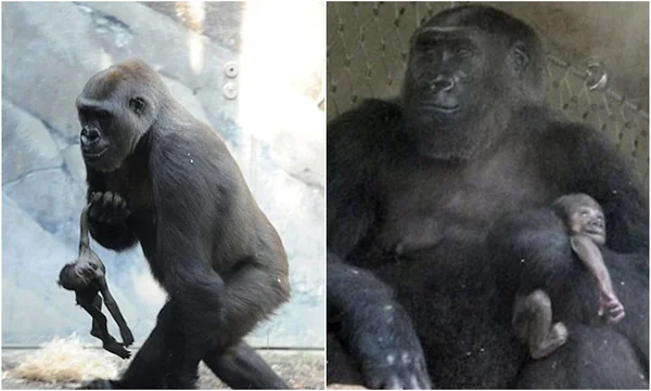 Em luto, gorila de zoo tenta acordar filhote morto há uma semana