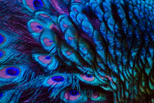 fundo de pena de pavão azul roxo. Metrópoles