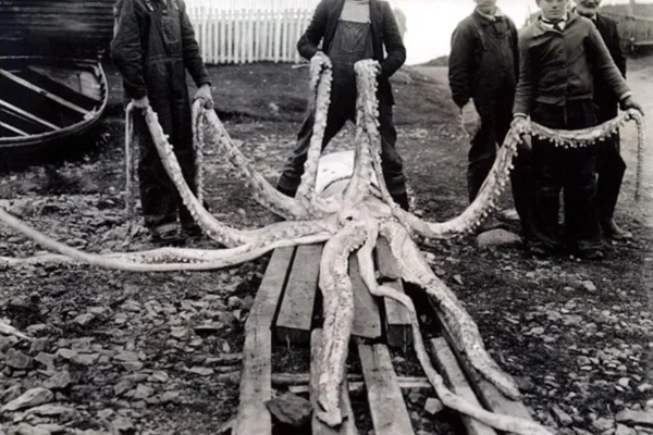 Profundezas: lulas gigantes existem? Veja o que diz a ciência - destaque galeria Profundezas: lulas gigantes existem? Veja o que diz a ciência - destaque galeria
