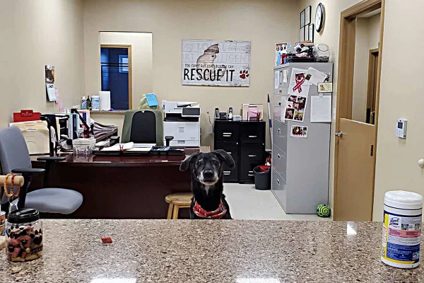 Na foto temos um cachorro sentado atrás de uma bancada de granito e no fundo um escritorio