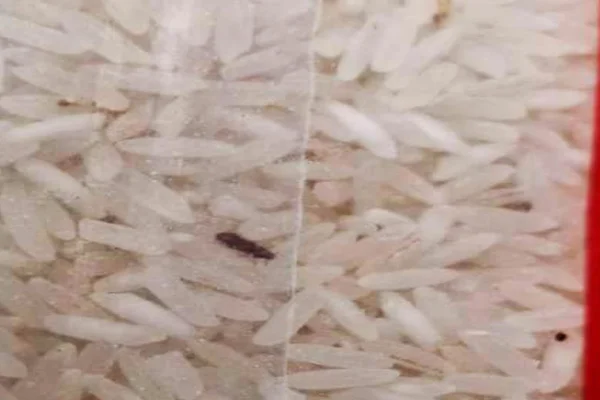 Fotos mostram arroz com insetos e larvas em escolas do DF. Veja
